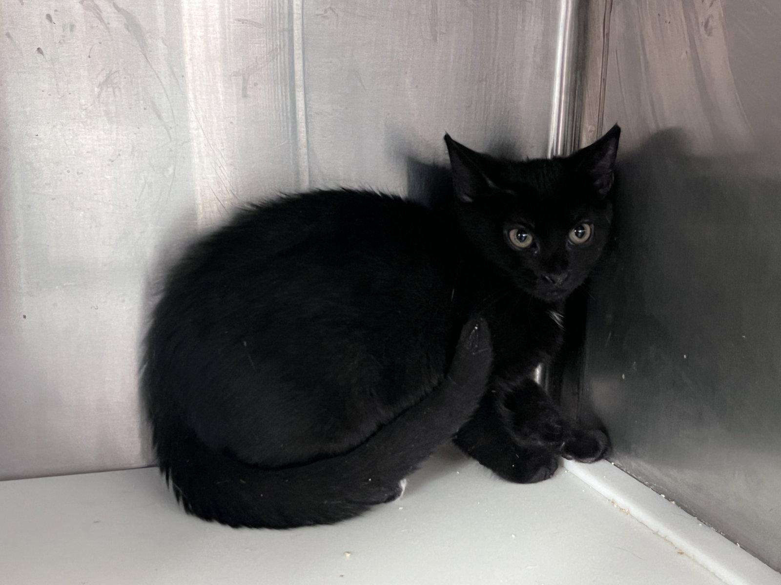 Enlarge Reims, a Adoptable Domestic Short Hair in Carrollton, GA image 3/3