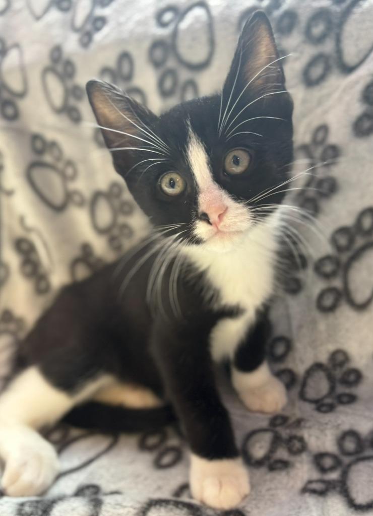 Enlarge Deuce, a Adopted mixed breed in Corpus Christi, TX image 1/1