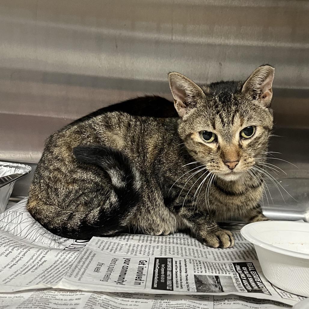 LOLA, Adoptable, Adult Female Domestic Short Hair.