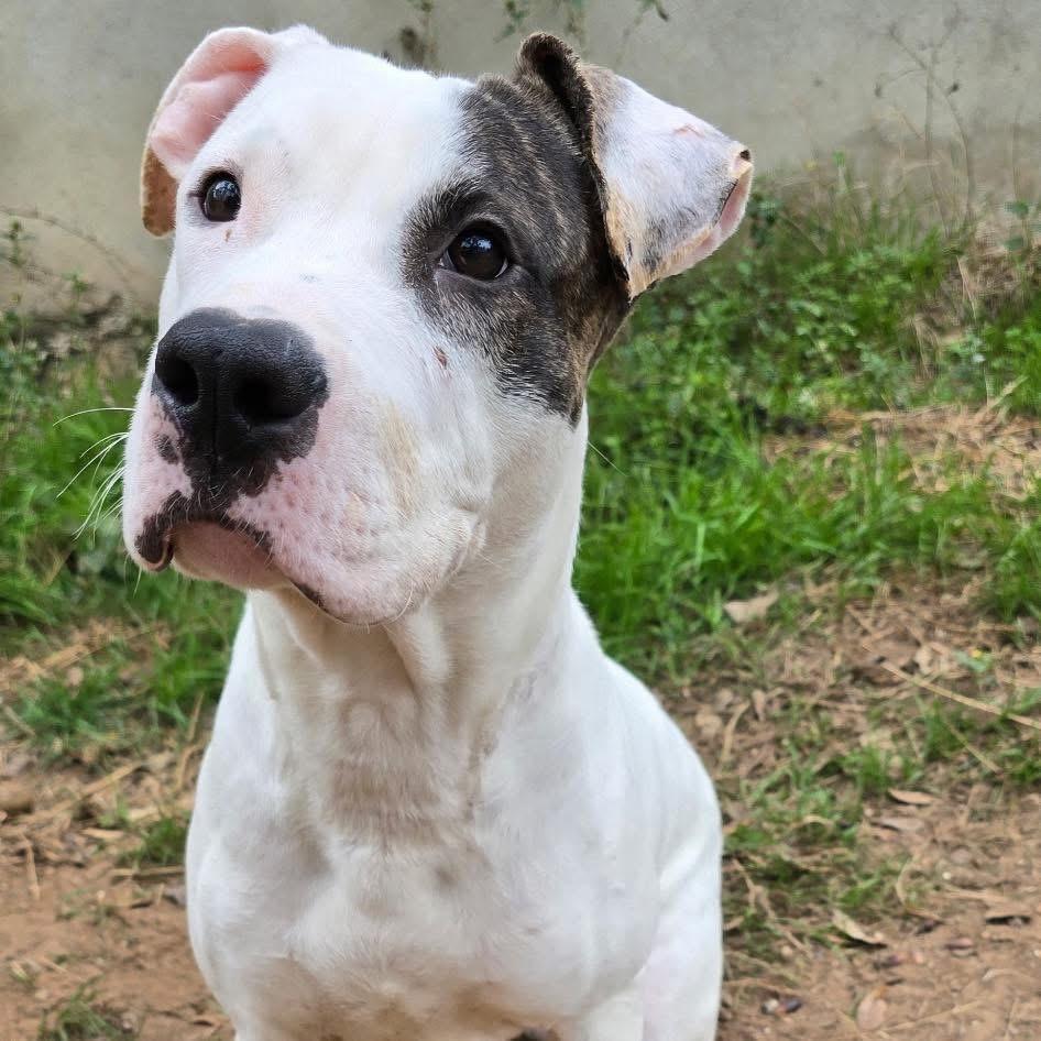 Enlarge Petey , a Adoptable mixed breed in renton, WA image 2/6