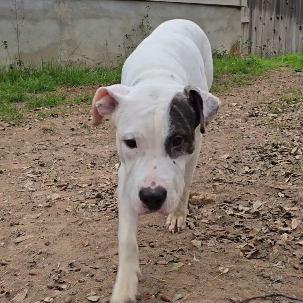Enlarge Petey , a Adoptable mixed breed in renton, WA image 4/6