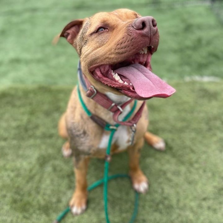 Dolce, a Adoptable mixed breed in Mission, KS image 1/12