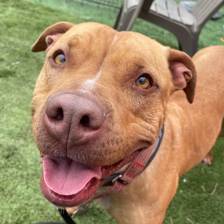 Dolce, a Adoptable mixed breed in Mission, KS image 2/12