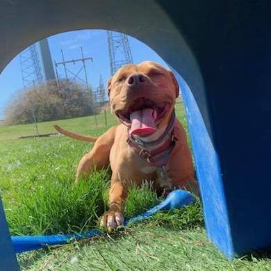 Dolce, a Adoptable mixed breed in Mission, KS image 4/12