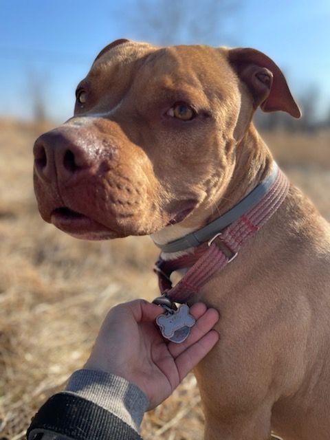 Dolce, a Adoptable mixed breed in Mission, KS image 6/12