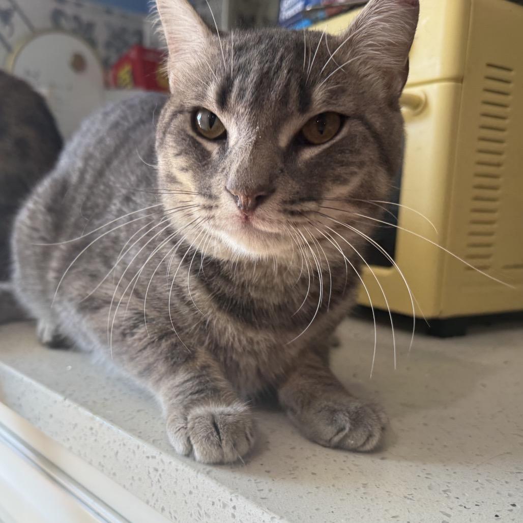 Claude, Adoptable, Young Male Domestic Short Hair.