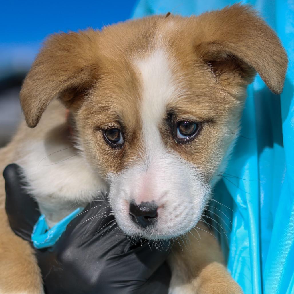 Edna, Adoptable, Puppy Female Shepherd & Mixed Breed.