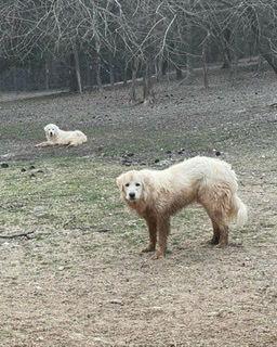 Nemo, a Adoptable Great Pyrenees in Whitewright, TX image 2/3