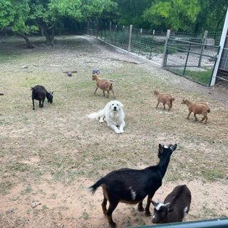 Nemo, a Adoptable Great Pyrenees in Whitewright, TX image 3/3