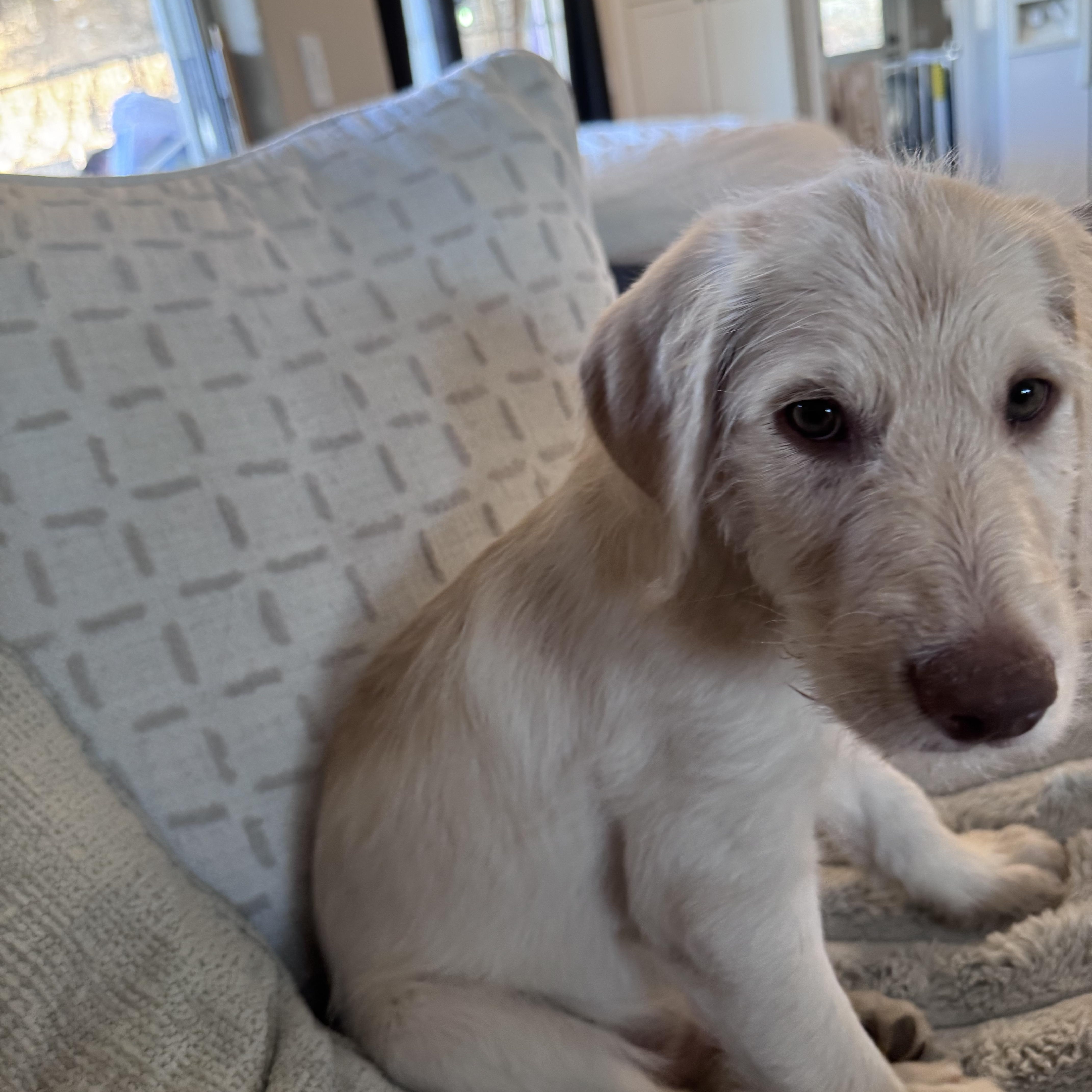 Stan, ADOPTABLE, Puppy Male Labradoodle.