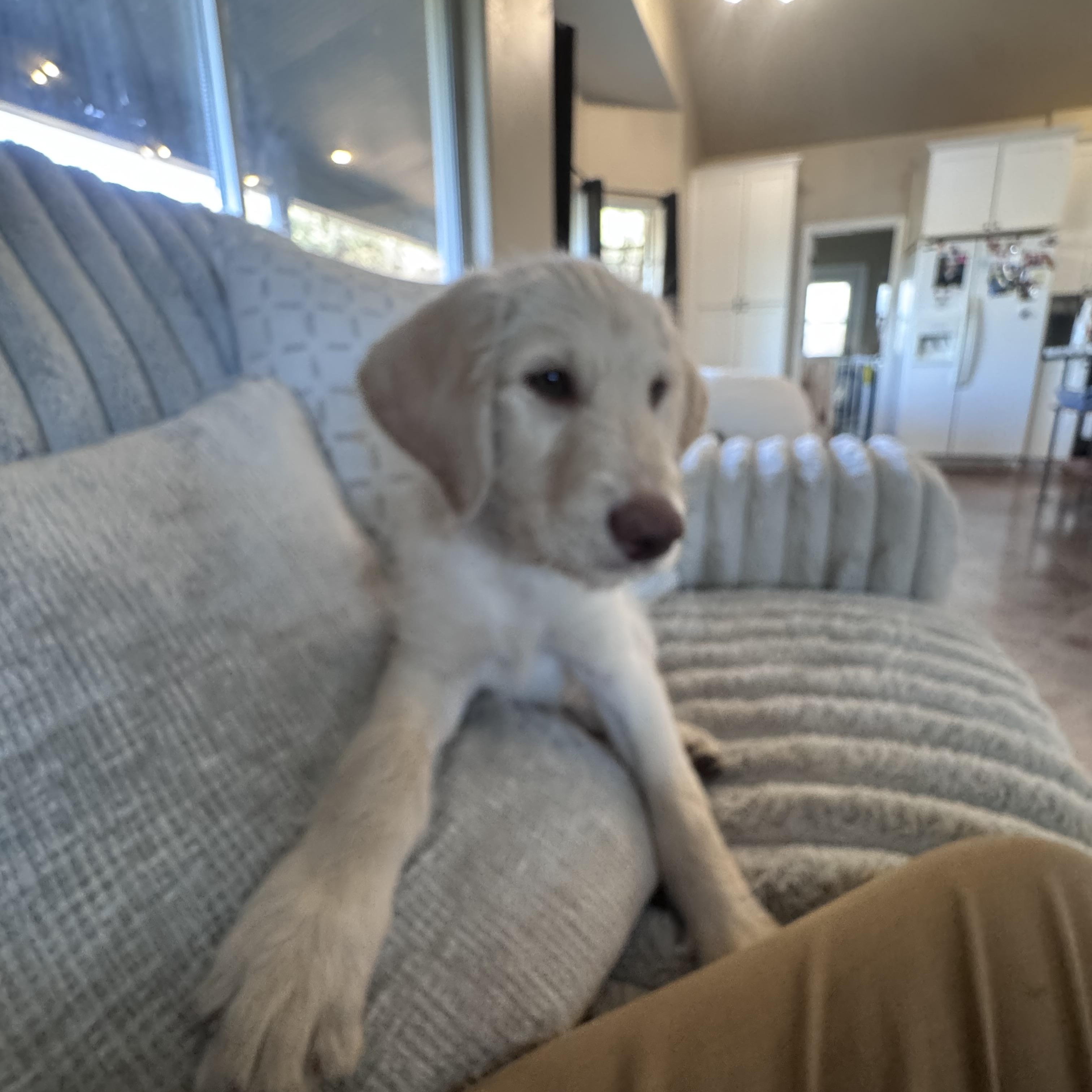 Stan, a ADOPTABLE Labradoodle in Dewey, AZ image 4/4