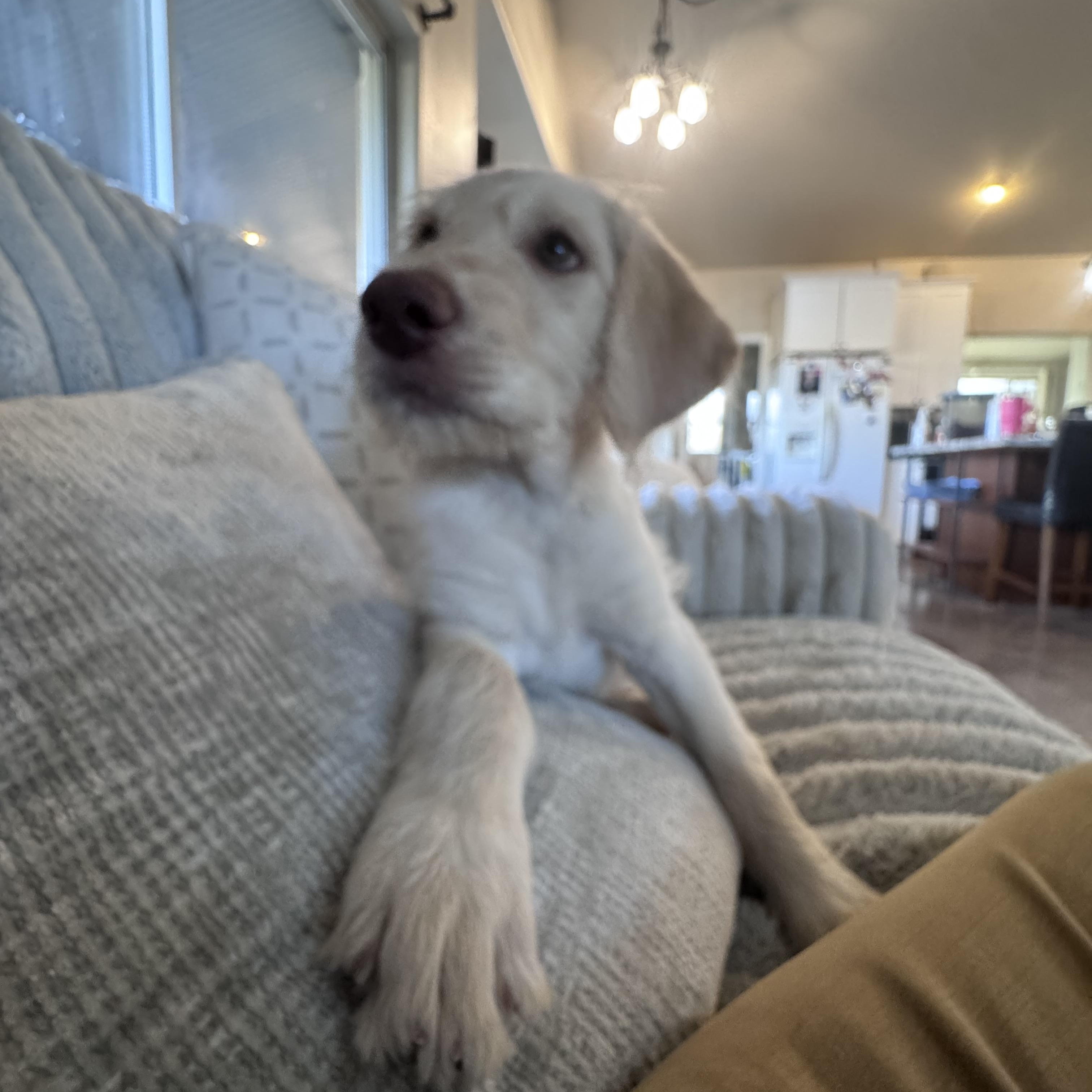 Stan, a ADOPTABLE Labradoodle in Dewey, AZ image 3/4