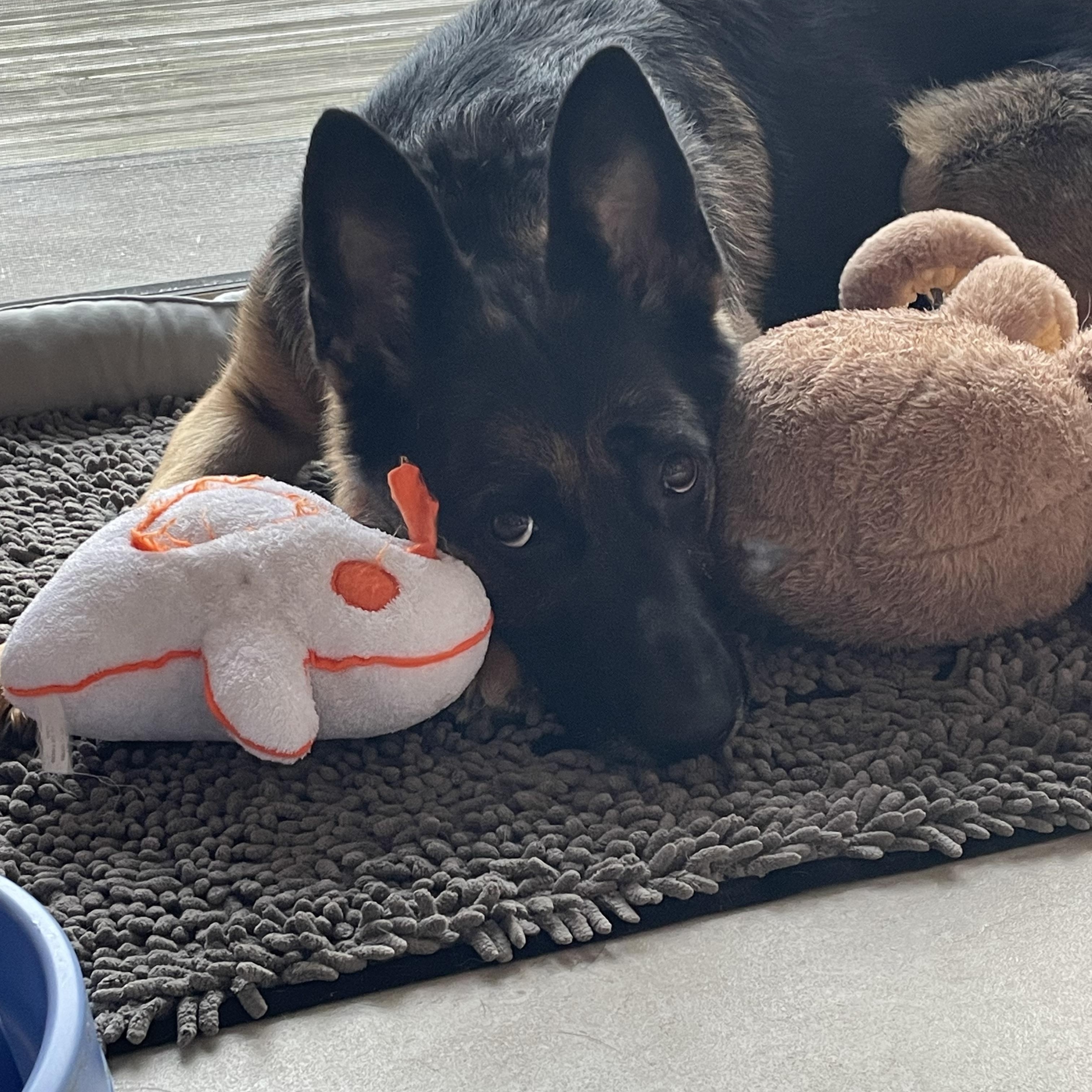 Enlarge Zara, a Adoptable German Shepherd Dog in Chicago, IL image 4/5