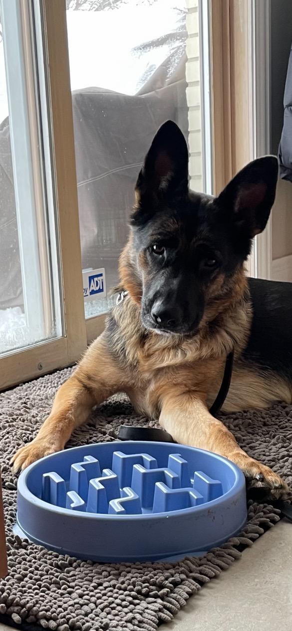 Enlarge Zara, a Adoptable German Shepherd Dog in Chicago, IL image 1/5