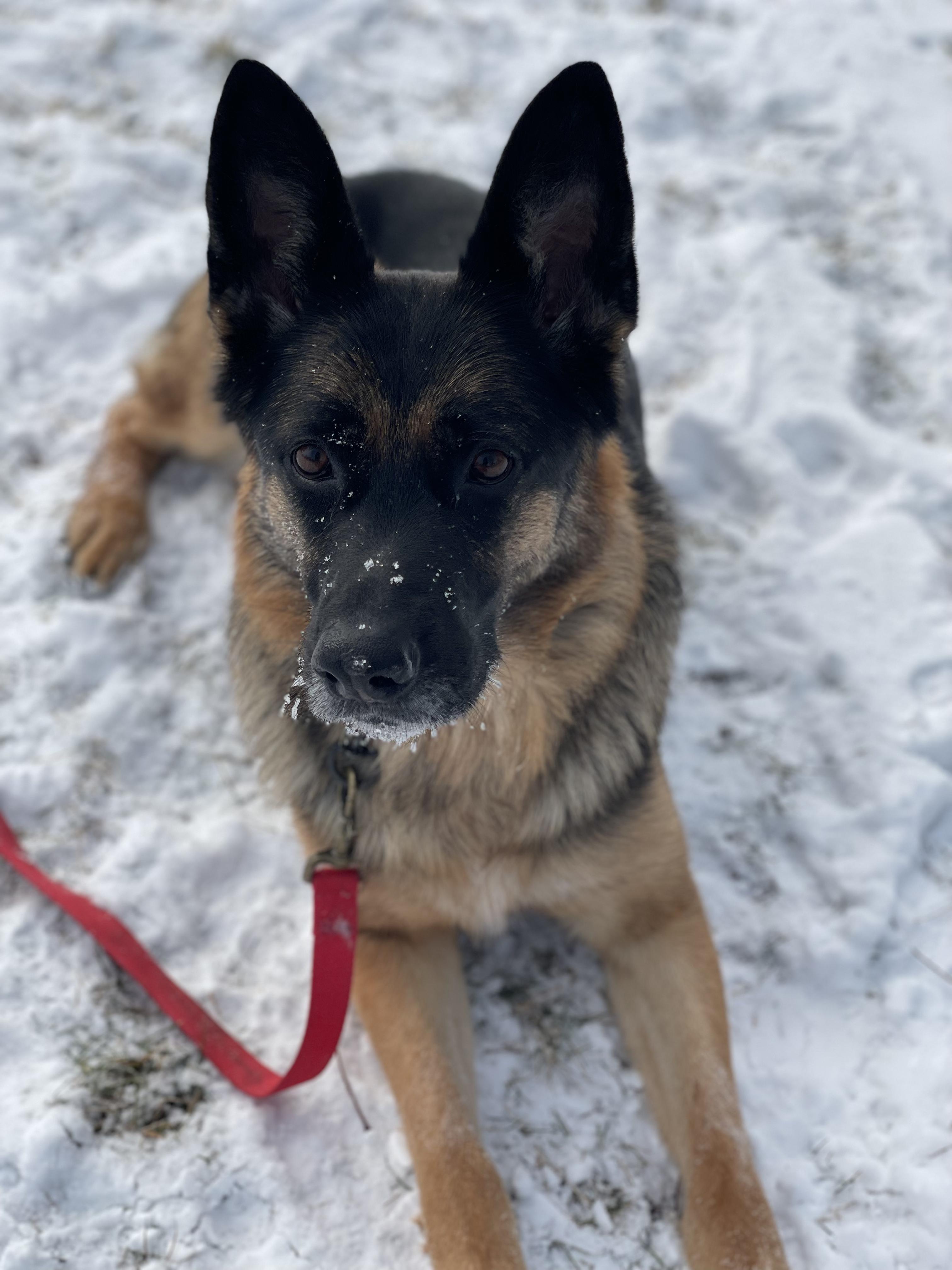 Enlarge Zara, a Adoptable German Shepherd Dog in Chicago, IL image 5/6