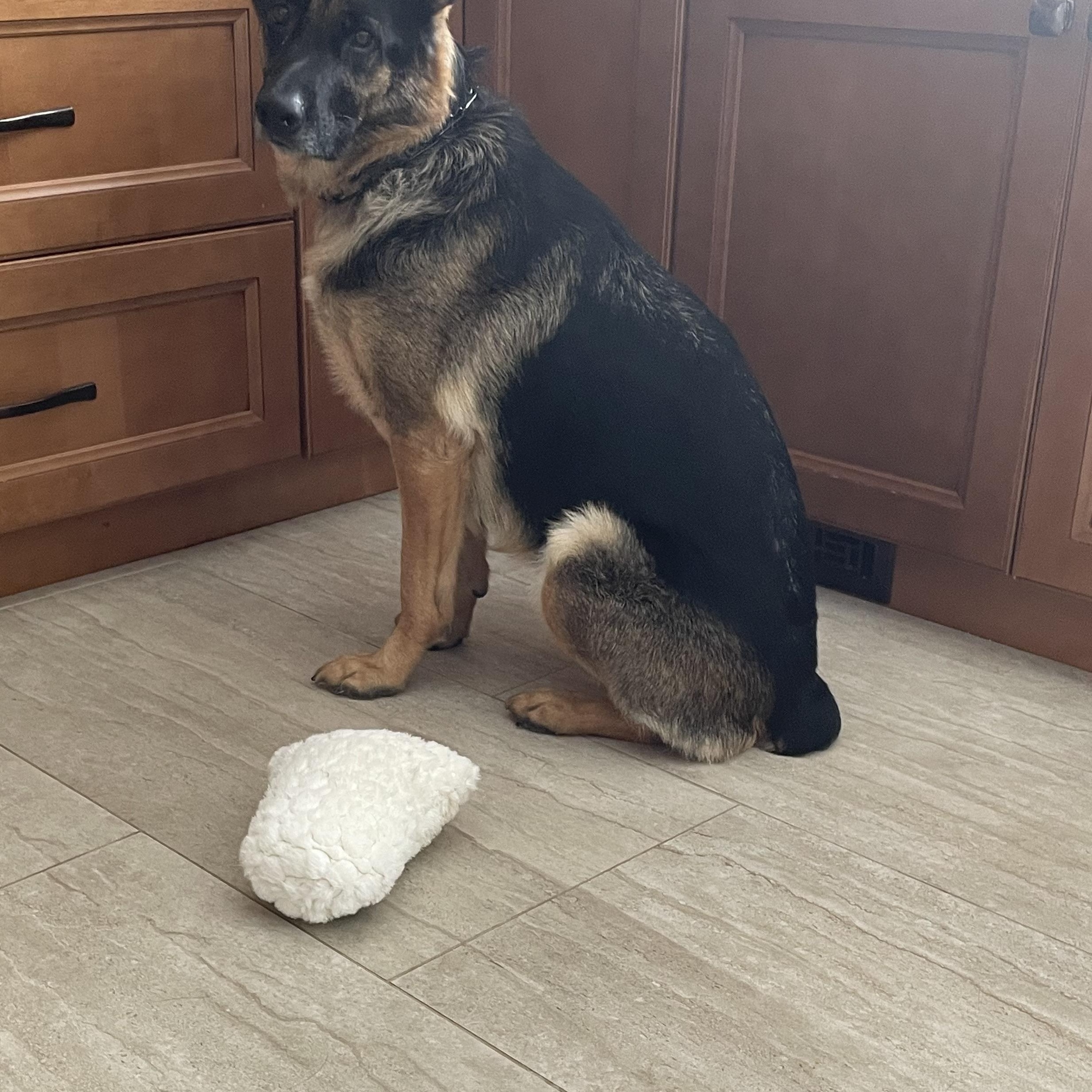 Enlarge Zara, a Adoptable German Shepherd Dog in Chicago, IL image 3/5