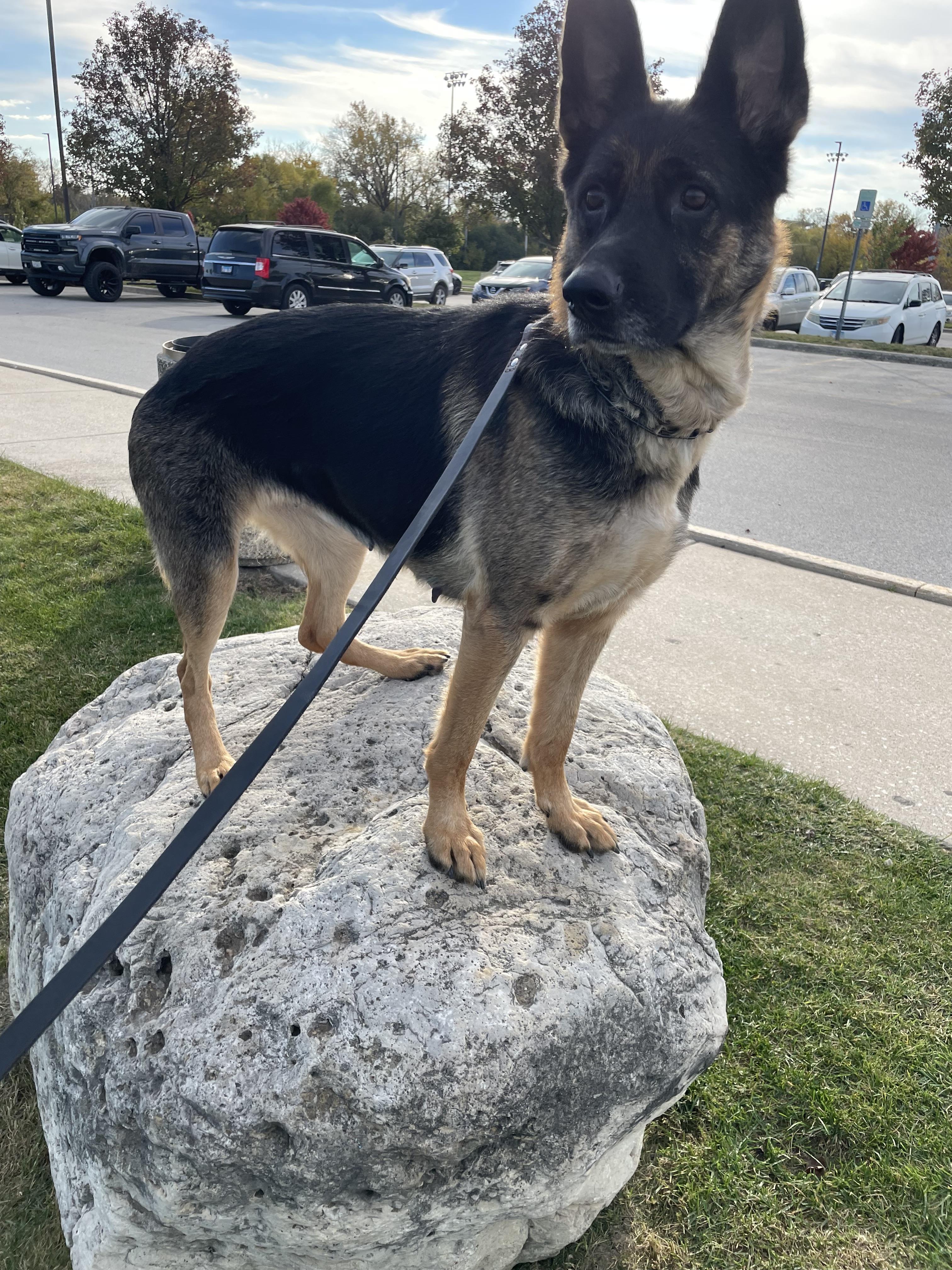 Enlarge Zara, a Adoptable German Shepherd Dog in Chicago, IL image 5/5