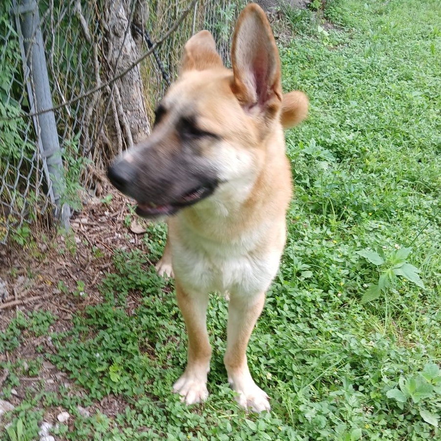 LEO, THE LUCKY, an adoptable German Shepherd Dog, Anatolian Shepherd in Hermiston, OR, 97838 | Photo Image 2
