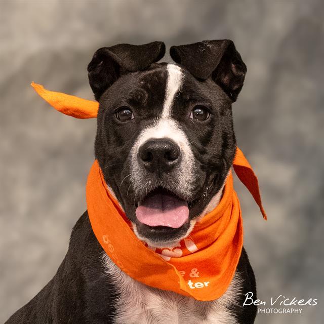 Enlarge BETTY BOOP, a Adoptable mixed breed in Albuquerque, NM image 1/1