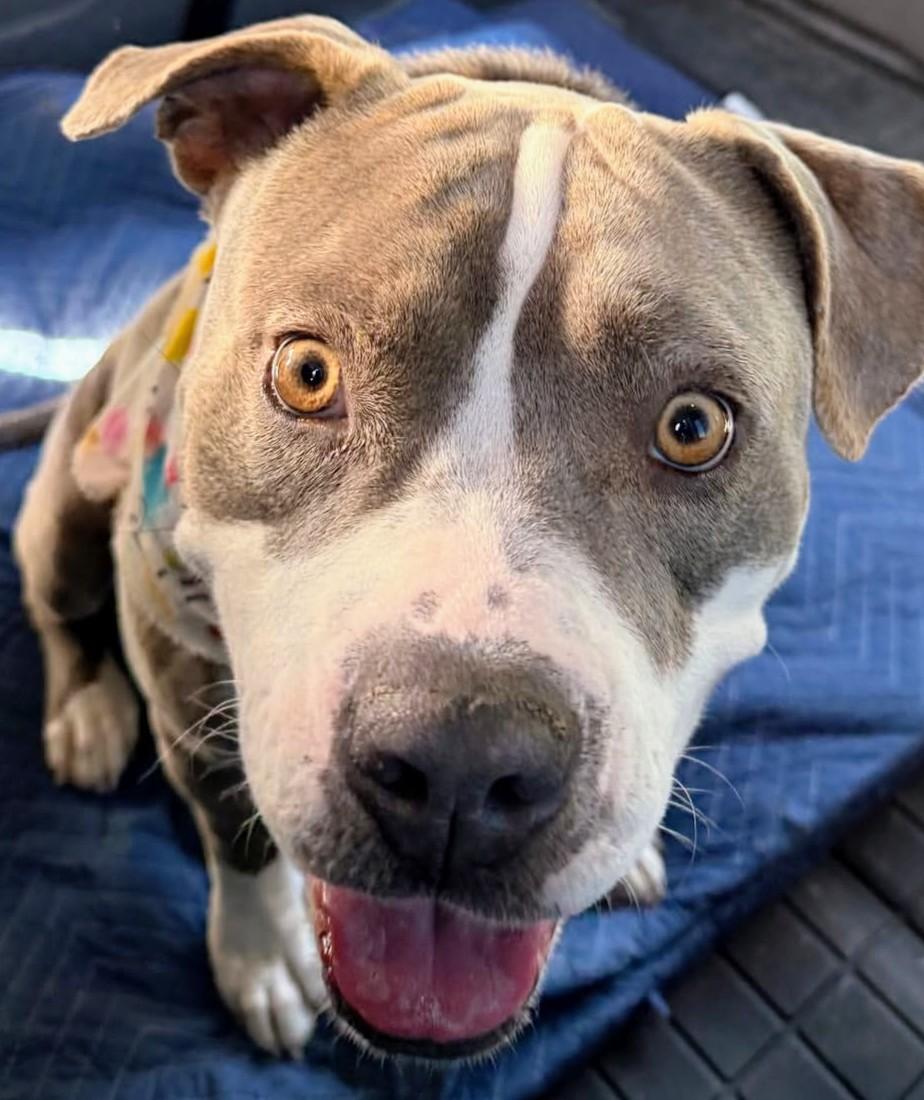 Augie, Adopted, Adult Male Pit Bull Terrier.