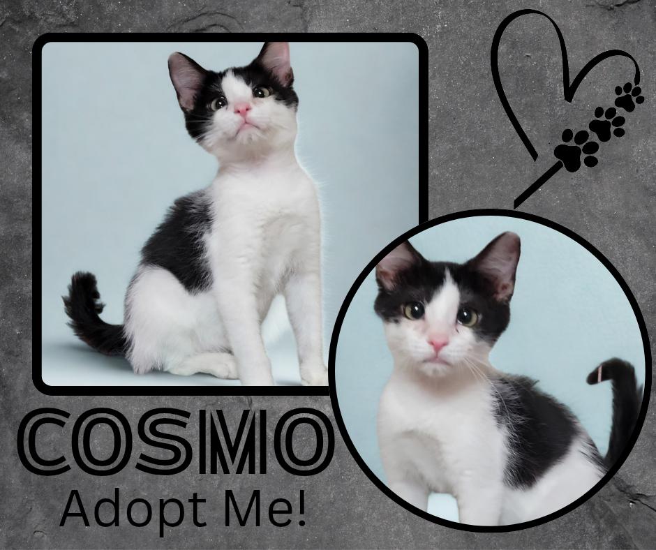 Enlarge Cosmo, an adopted American Shorthair in Paris, IL image 1/1