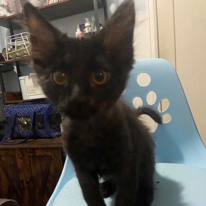 Enlarge Igor Coleman, a Adoptable Domestic Long Hair in Denver, CO image 2/4