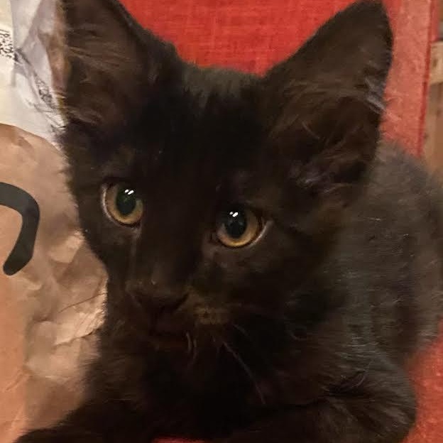 Igor Coleman, Adoptable, Kitten Male Domestic Long Hair.