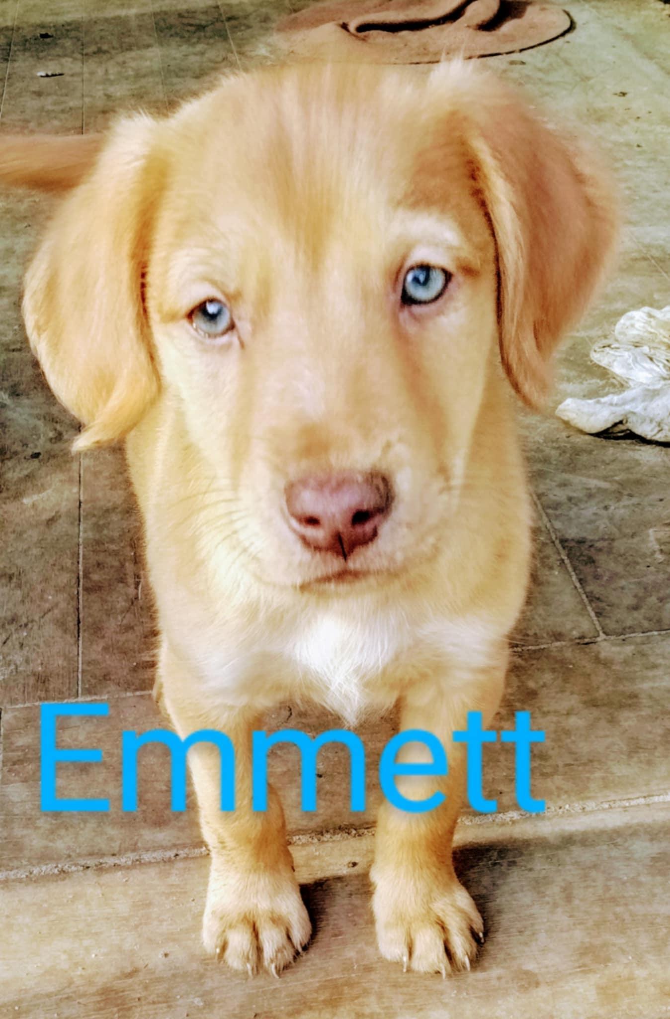 Enlarge Emmet, a Adoptable mixed breed in Branchville, SC image 1/1