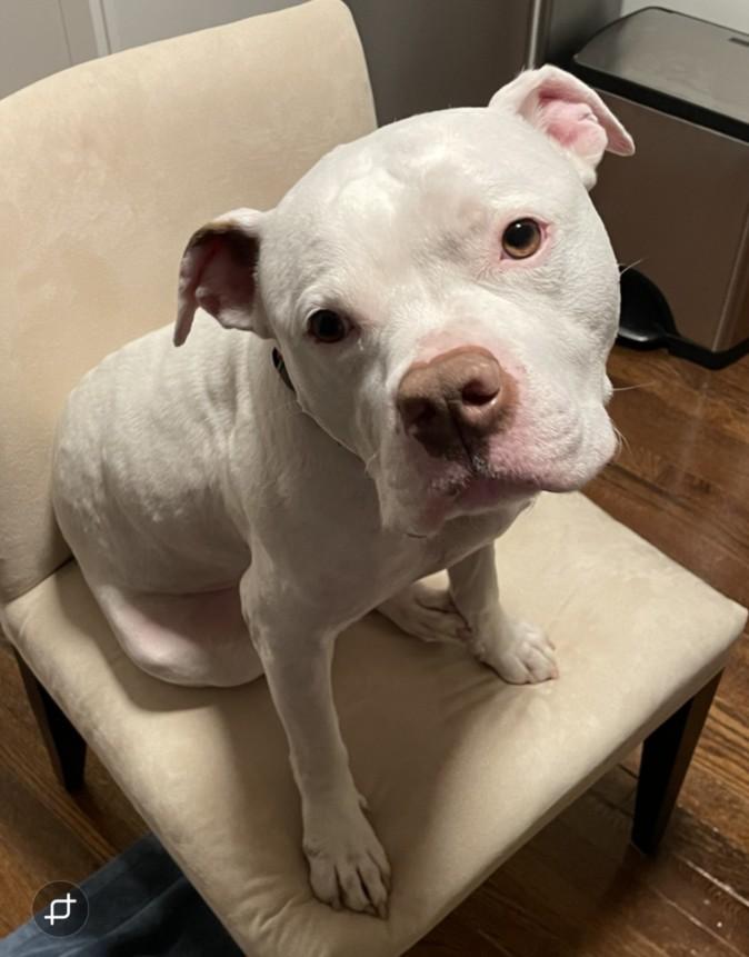 ETON, Adoptable, Adult Male Pit Bull Terrier.