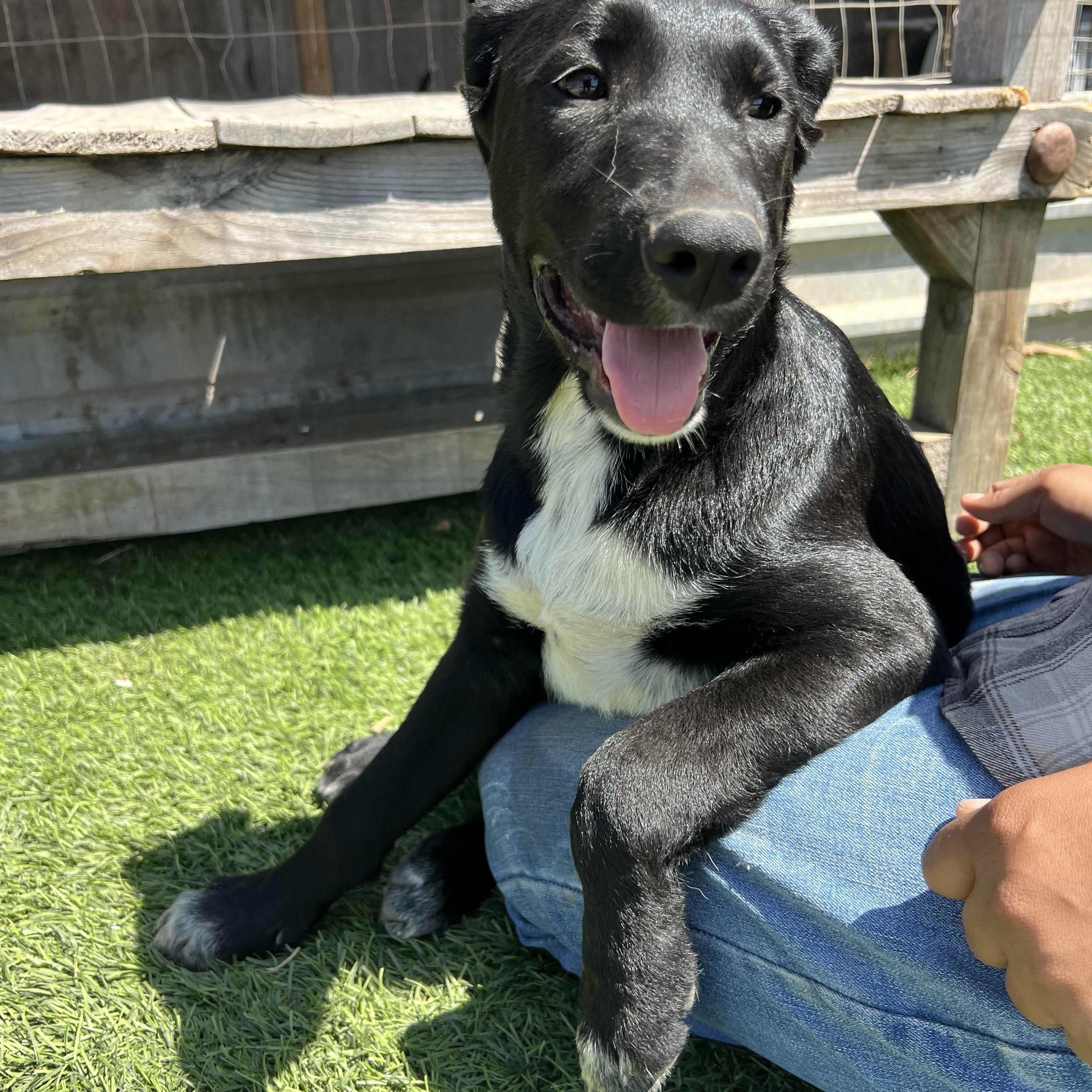Enlarge Milly Jo, a Adoptable mixed breed in Escondido, CA image 4/4