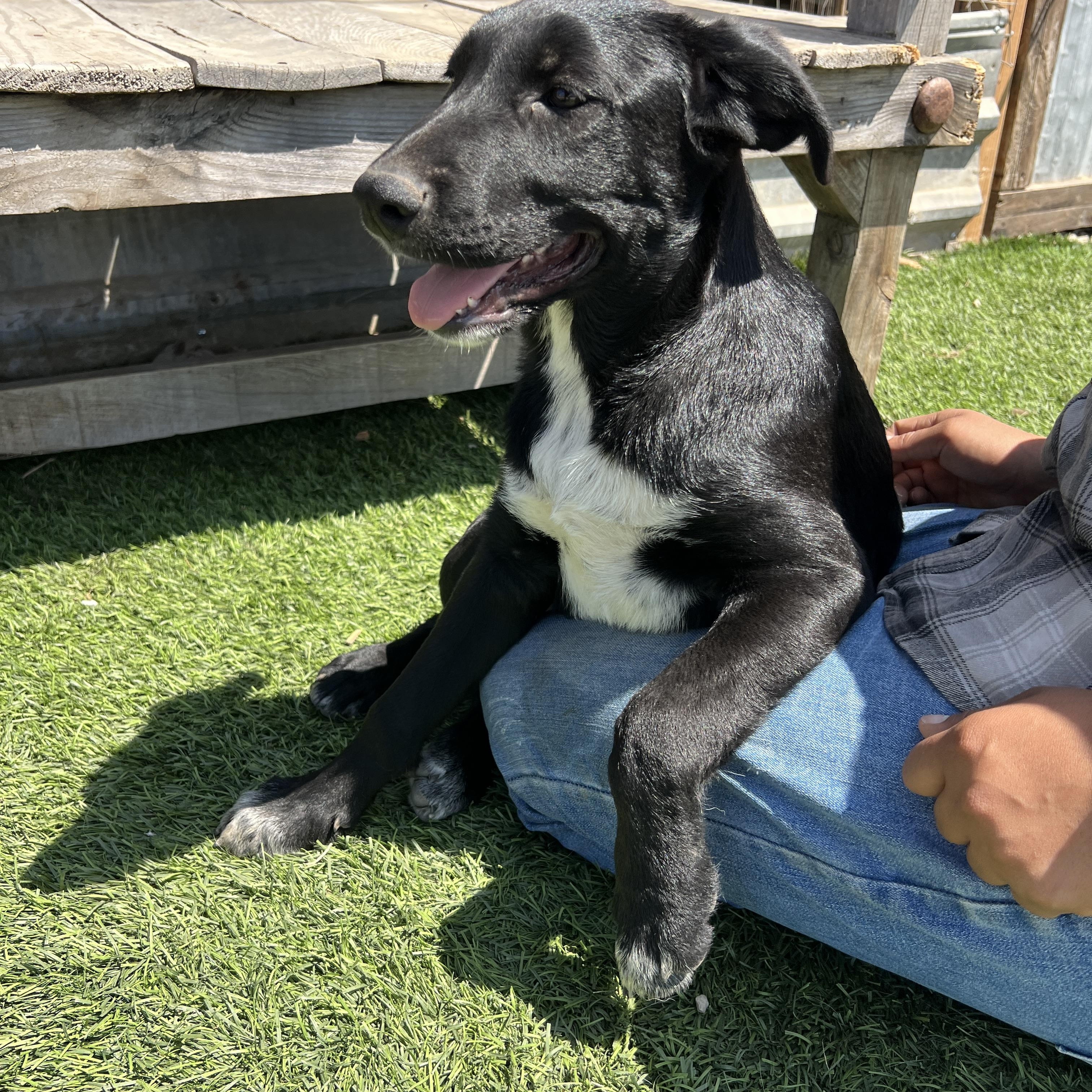 Enlarge Milly Jo, a Adoptable mixed breed in Escondido, CA image 3/4