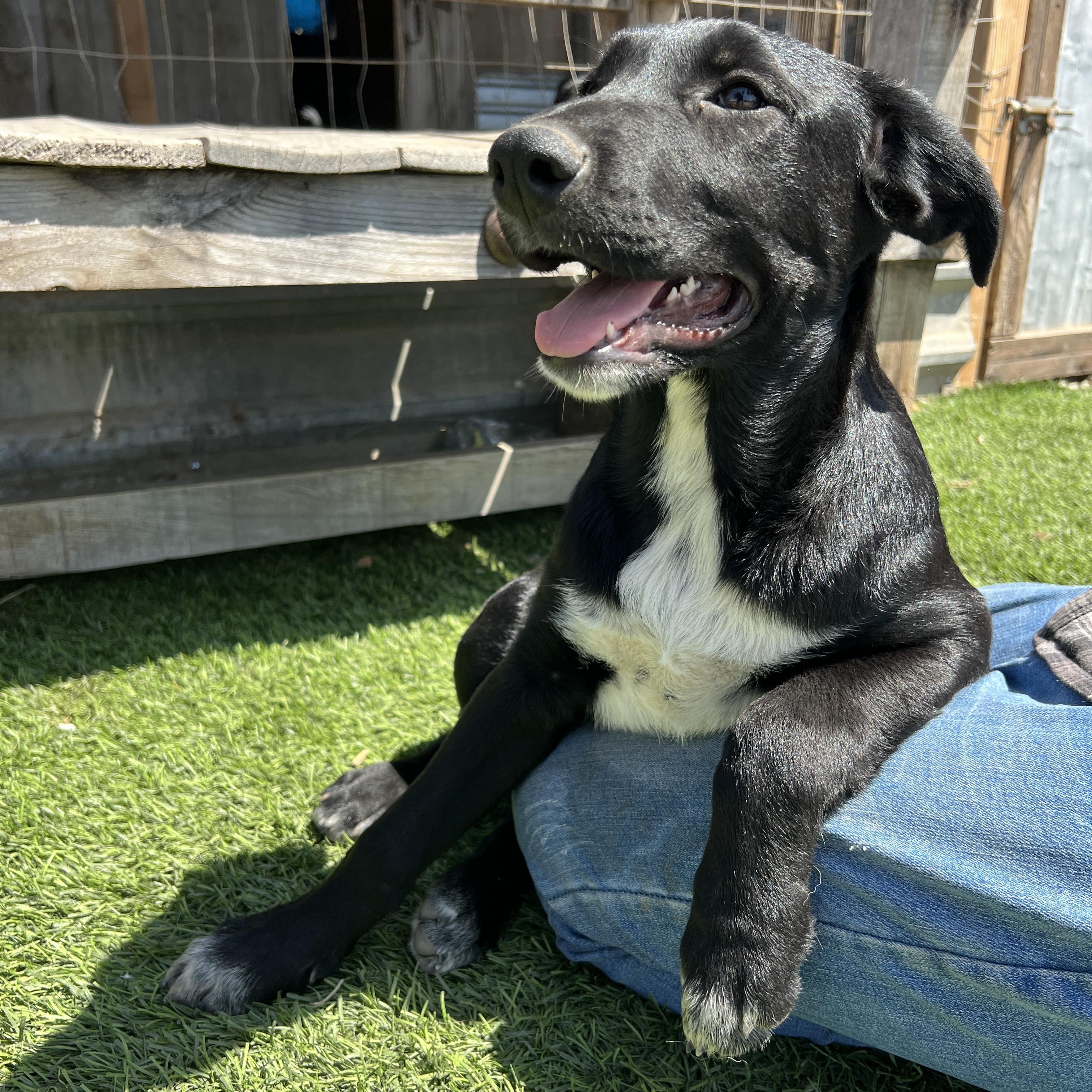 Milly Jo, Adoptable, Puppy Female Labrador Retriever & Border Collie.