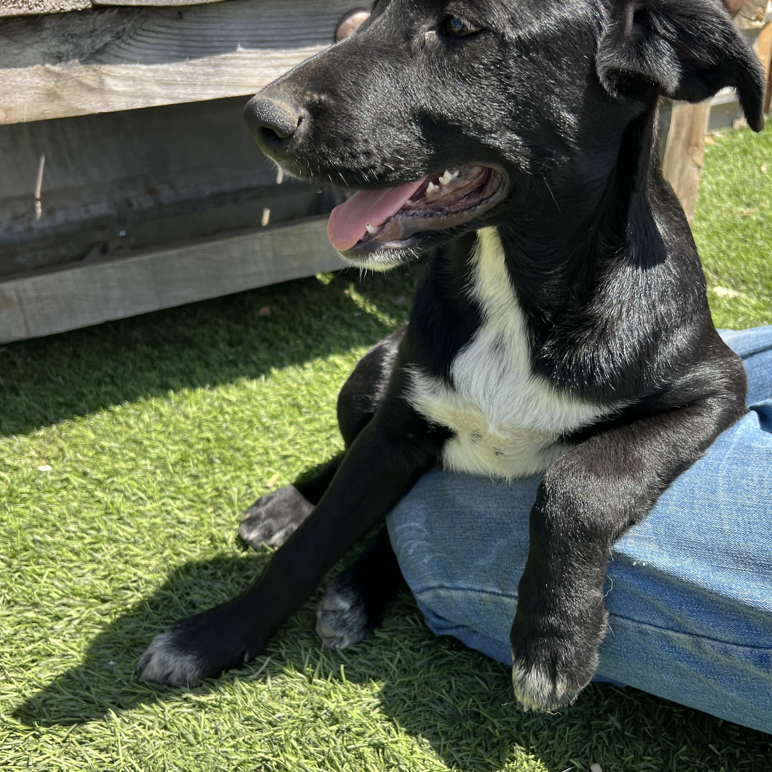 Enlarge Milly Jo, a Adoptable mixed breed in Escondido, CA image 2/4