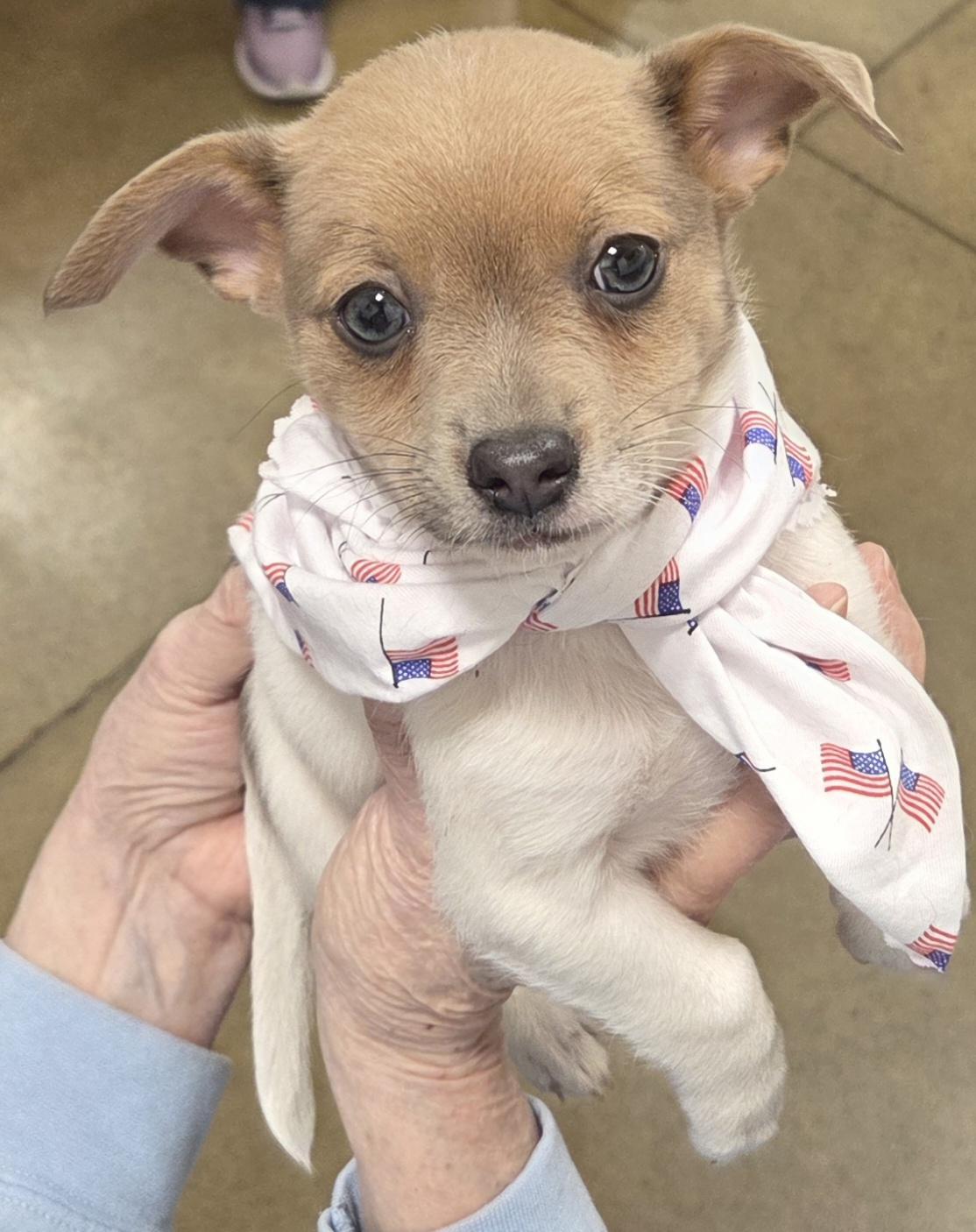 Enlarge Keith, a ADOPTABLE Chihuahua in Hillsdale, NY image 3/5