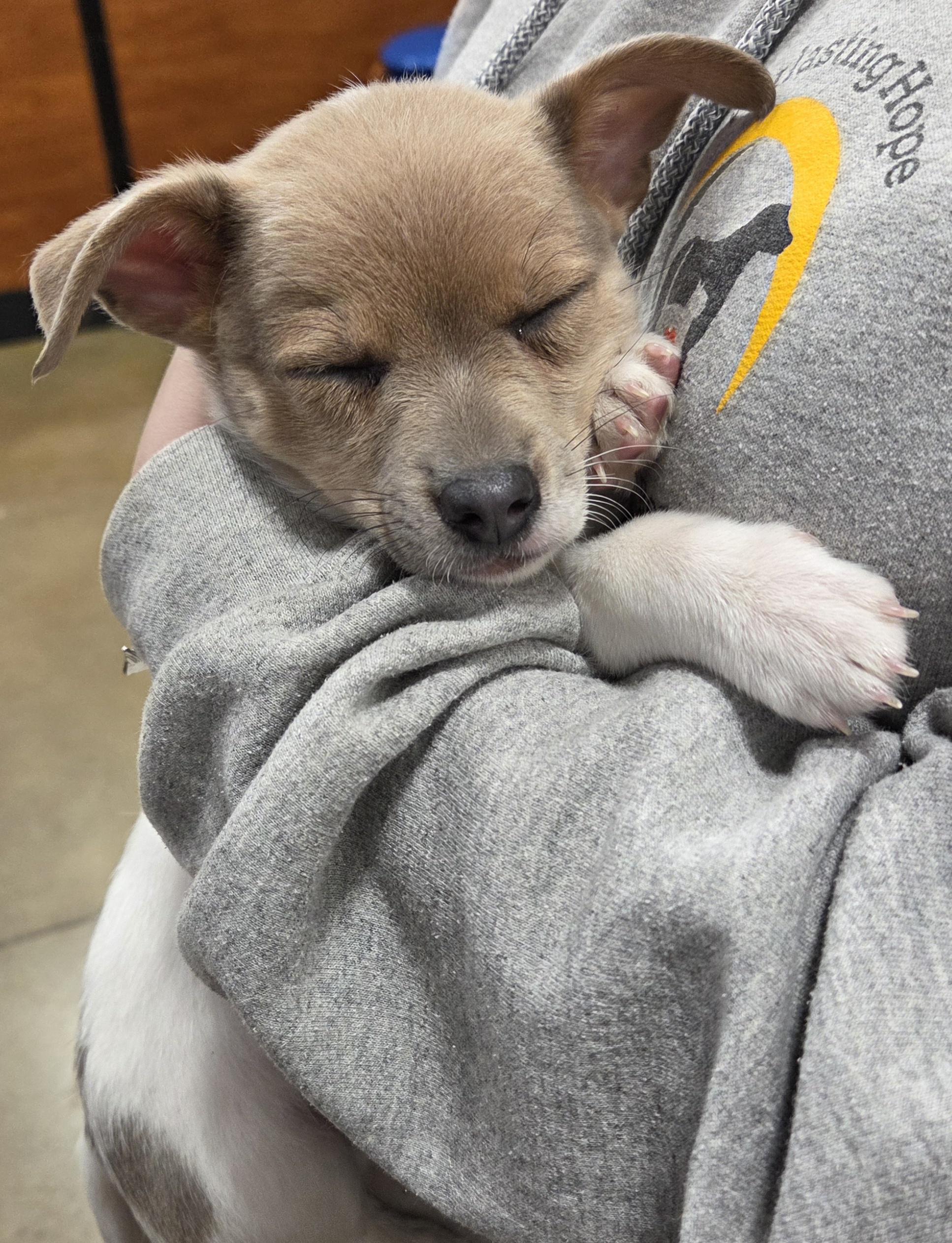 Enlarge Keith, a ADOPTABLE Chihuahua in Hillsdale, NY image 5/5