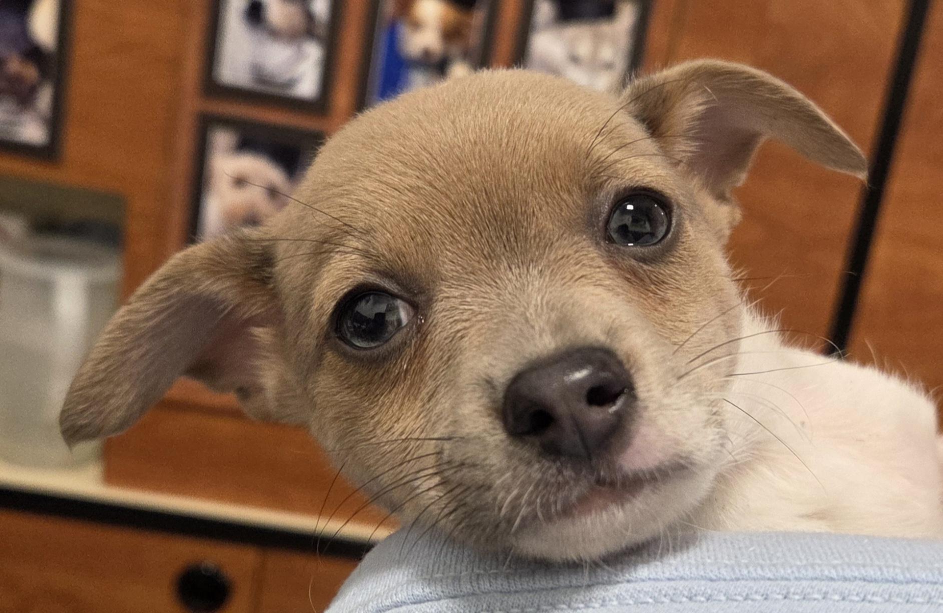 Enlarge Keith, a ADOPTABLE Chihuahua in Hillsdale, NY image 4/5