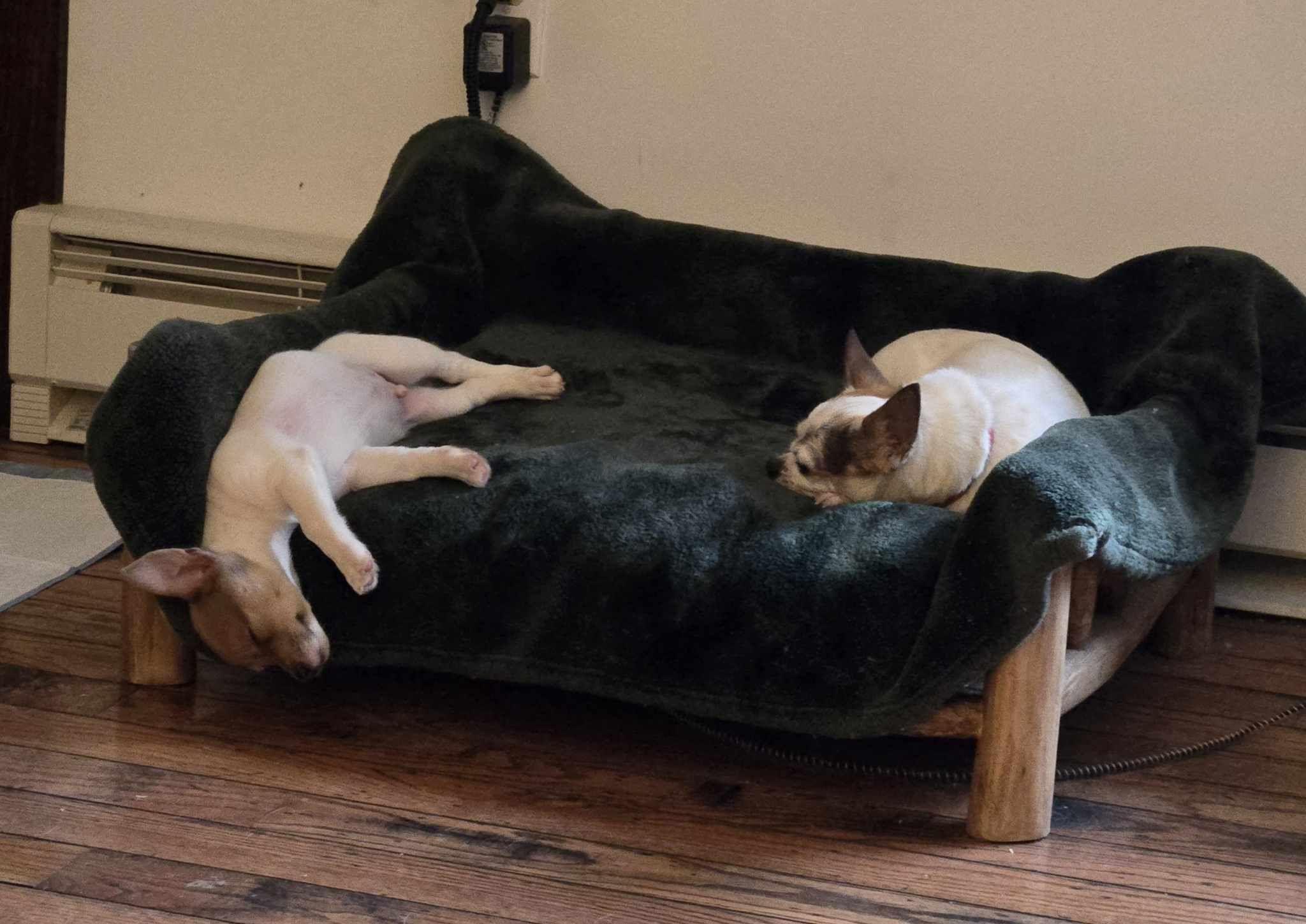 Enlarge Keith, a ADOPTABLE mixed breed in Hillsdale, NY image 5/5