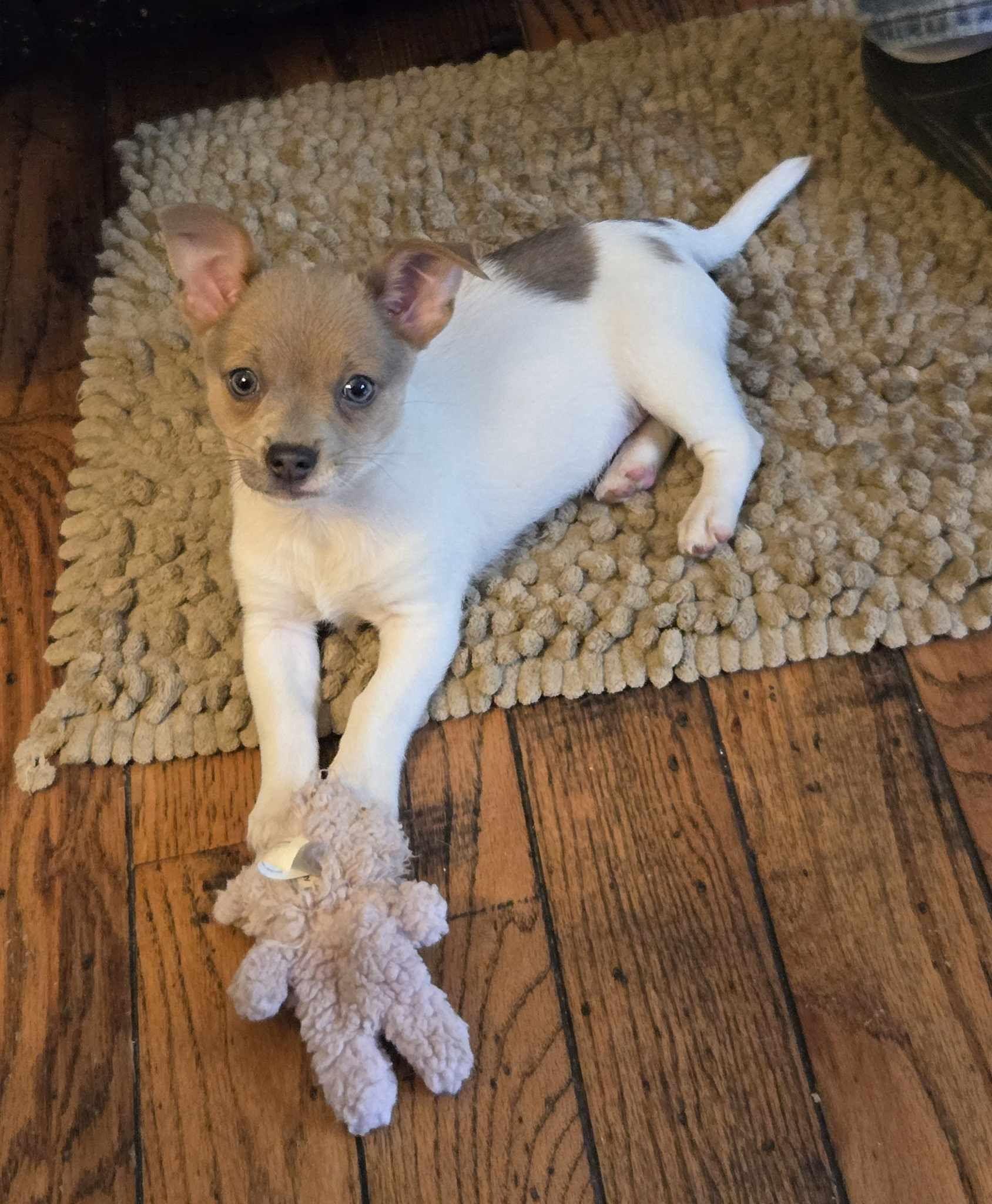 Keith, ADOPTABLE, Puppy Male Chihuahua.