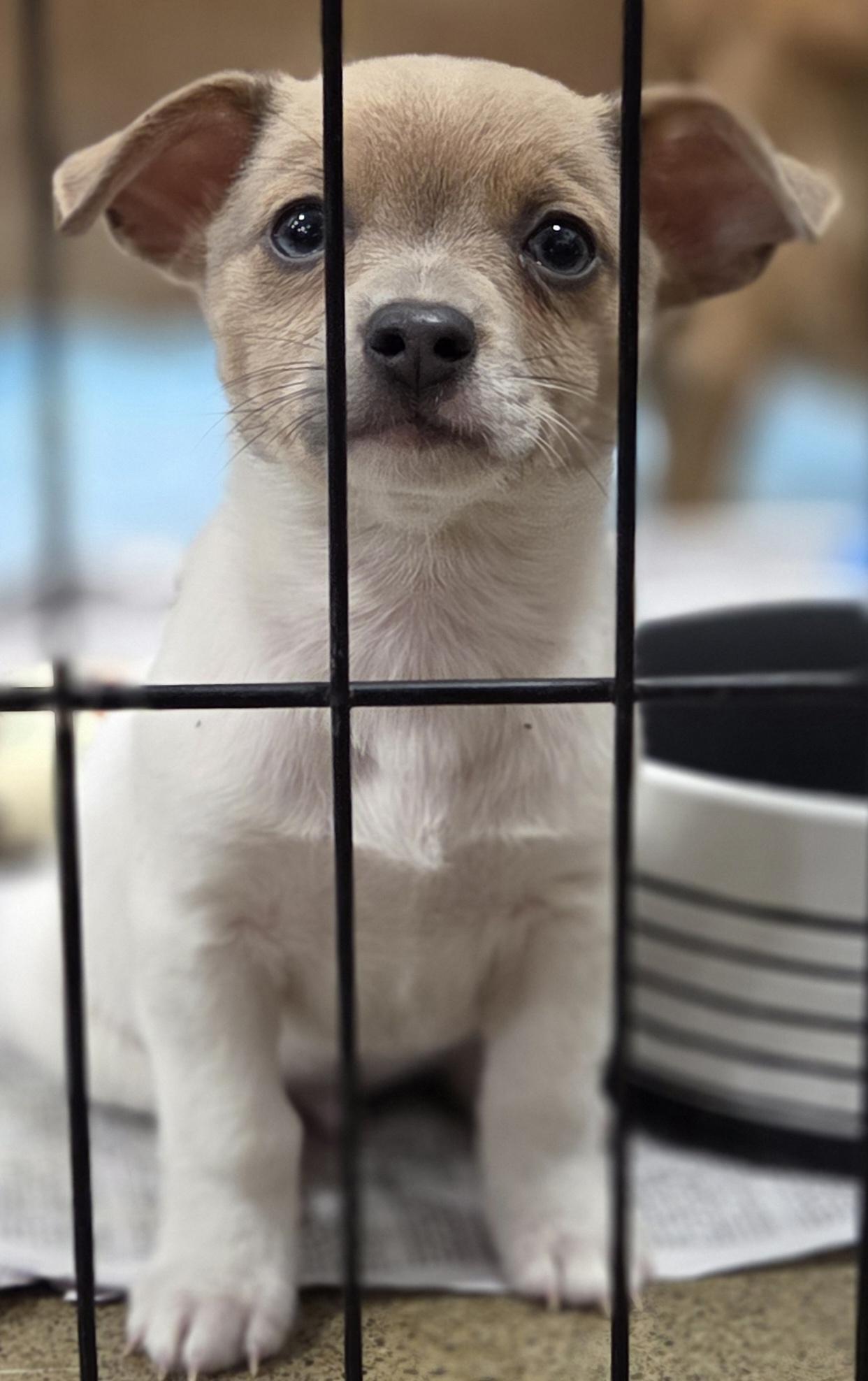 Enlarge Keith, a ADOPTABLE Chihuahua in Hillsdale, NY image 1/5