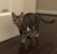 Enlarge Rogue, a Adoptable Domestic Short Hair in CINCINNATI, OH image 3/5