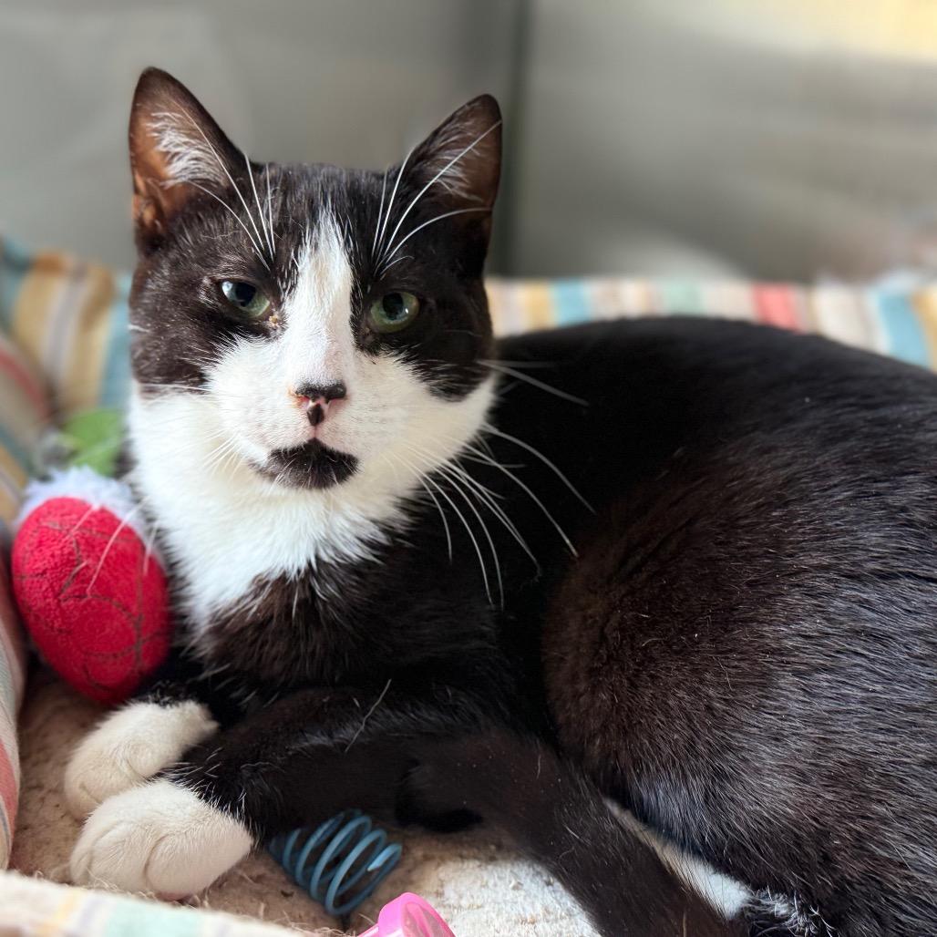 Leonardo DiCatrio, Adoptable, Adult Male Domestic Short Hair.