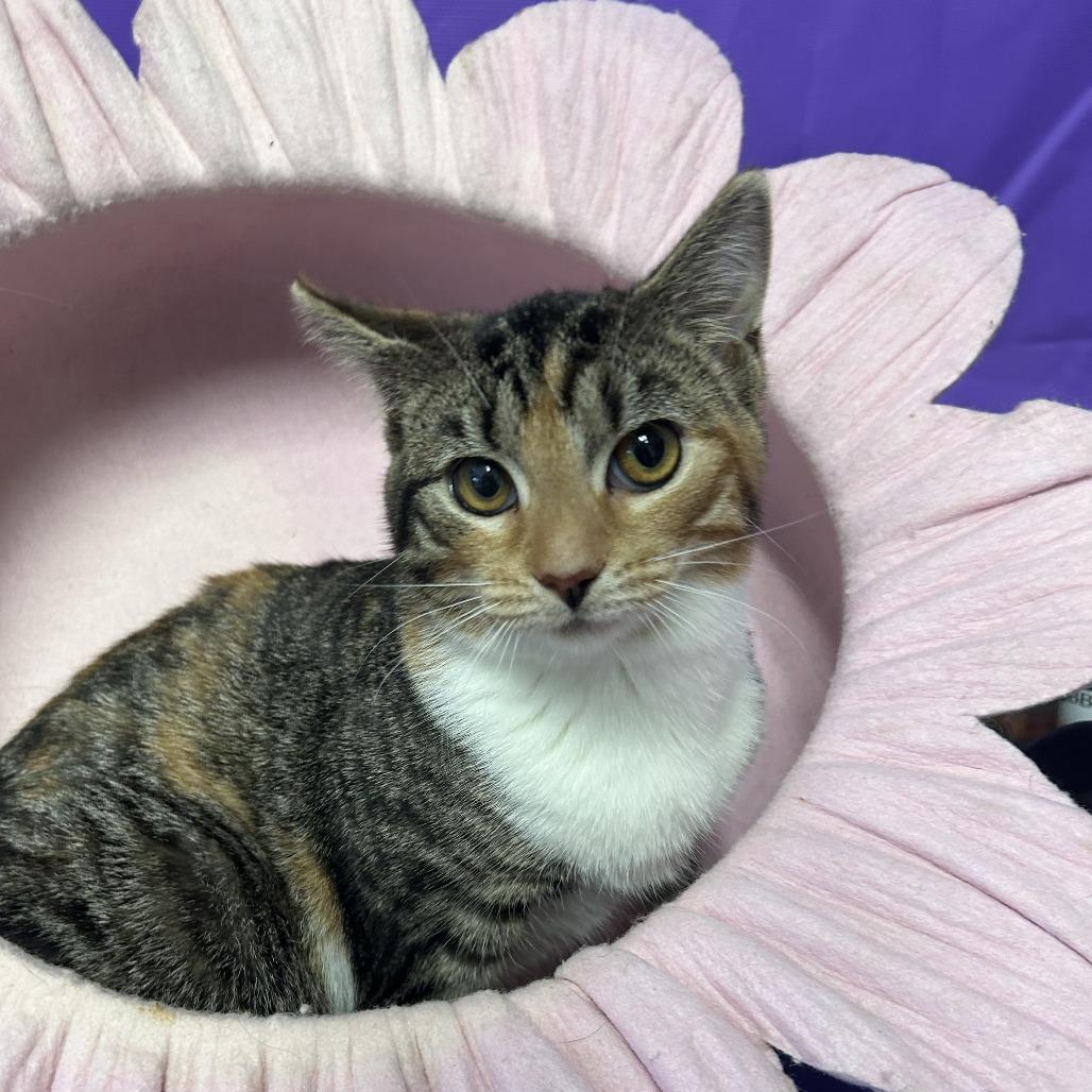 Enlarge Ilka, a Adoptable Domestic Short Hair in North Myrtle Beach, SC image 1/1