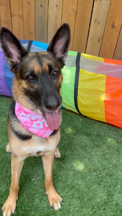 Enlarge Penny, a Adoptable German Shepherd Dog in Dallas, TX video 4/6