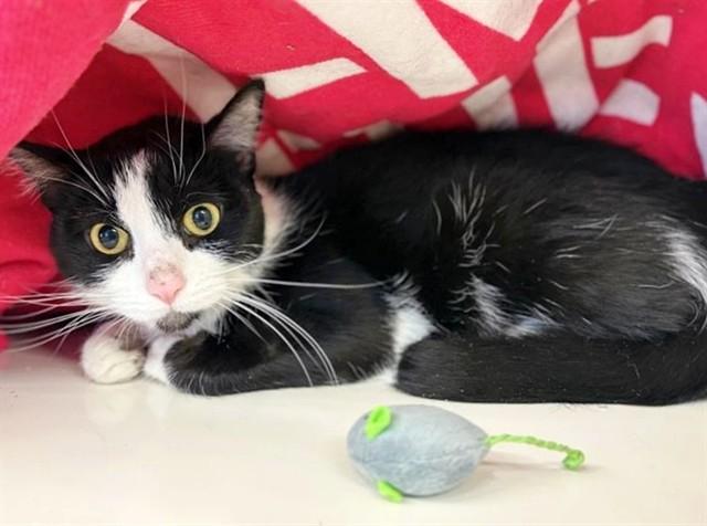 Enlarge SABER, a Adoptable Domestic Short Hair in Saint Louis, MO image 1/1