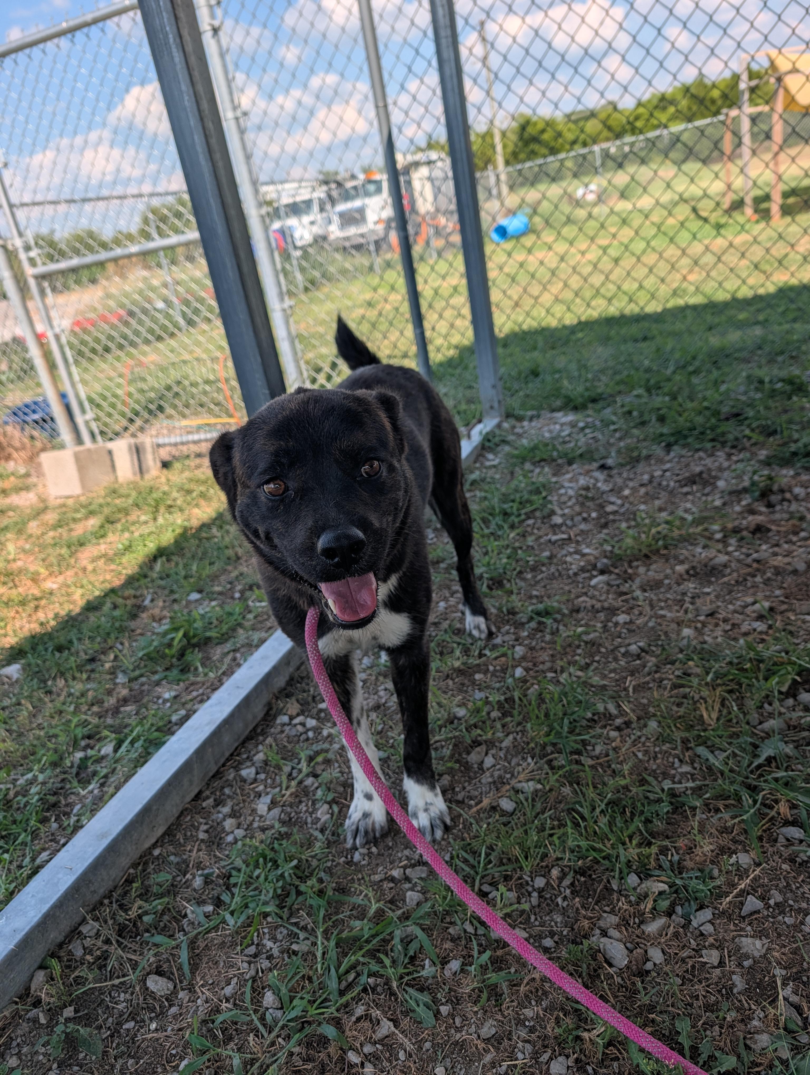 Enlarge Luna, a Adoptable mixed breed in Lewisburg, TN image 5/5
