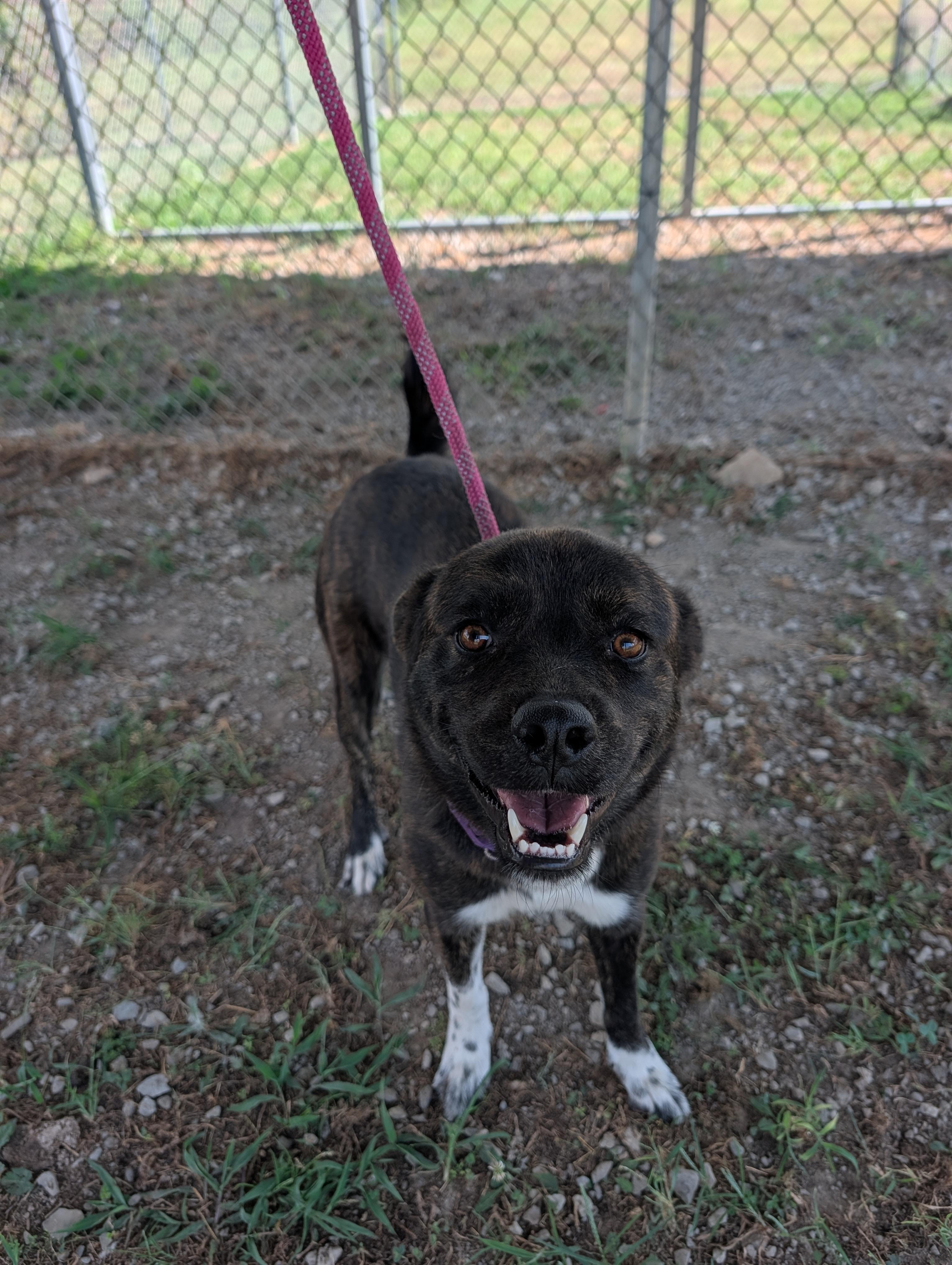 Enlarge Luna, a Adoptable mixed breed in Lewisburg, TN image 4/5