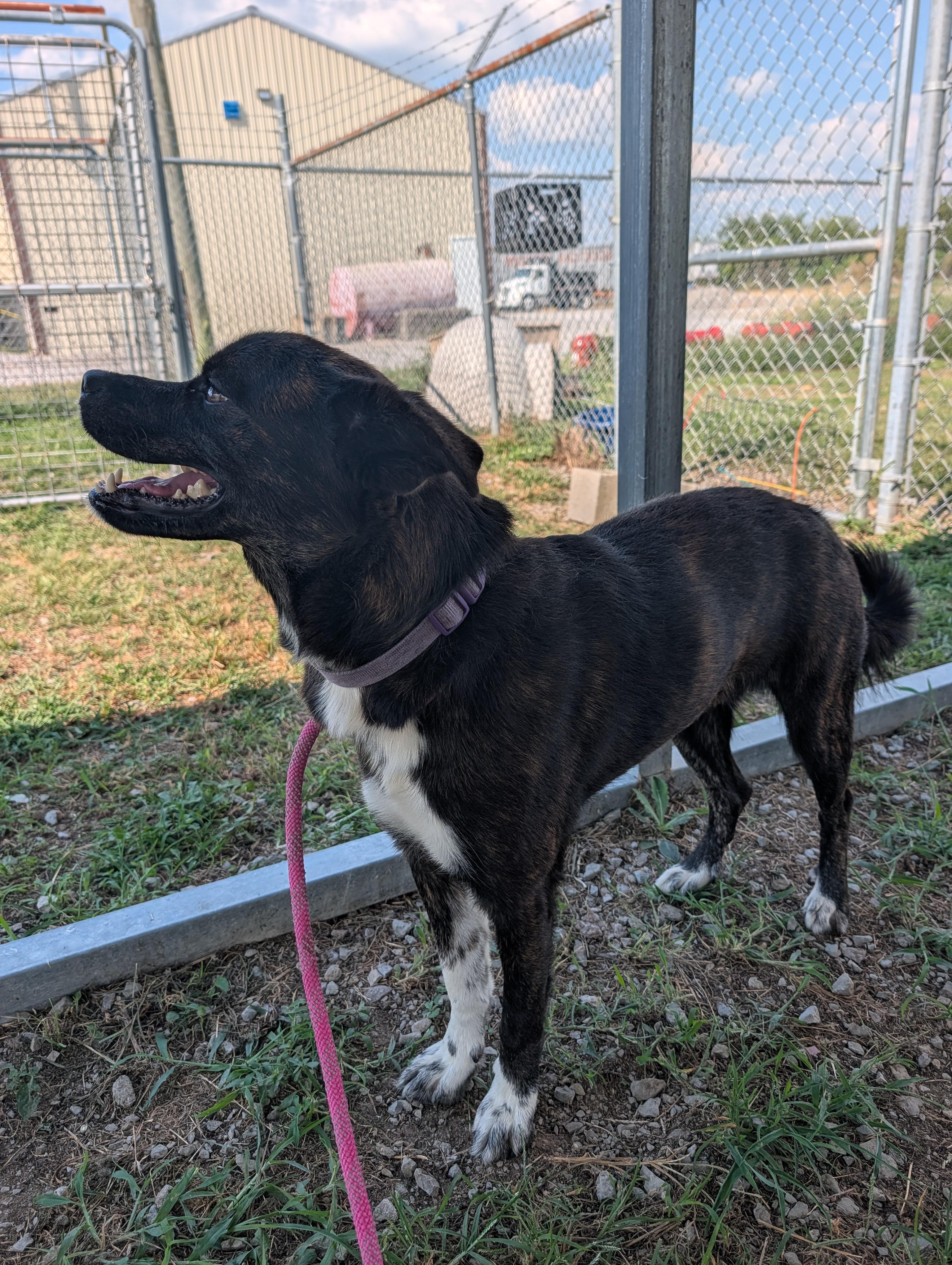 Enlarge Luna, a Adoptable mixed breed in Lewisburg, TN image 2/5