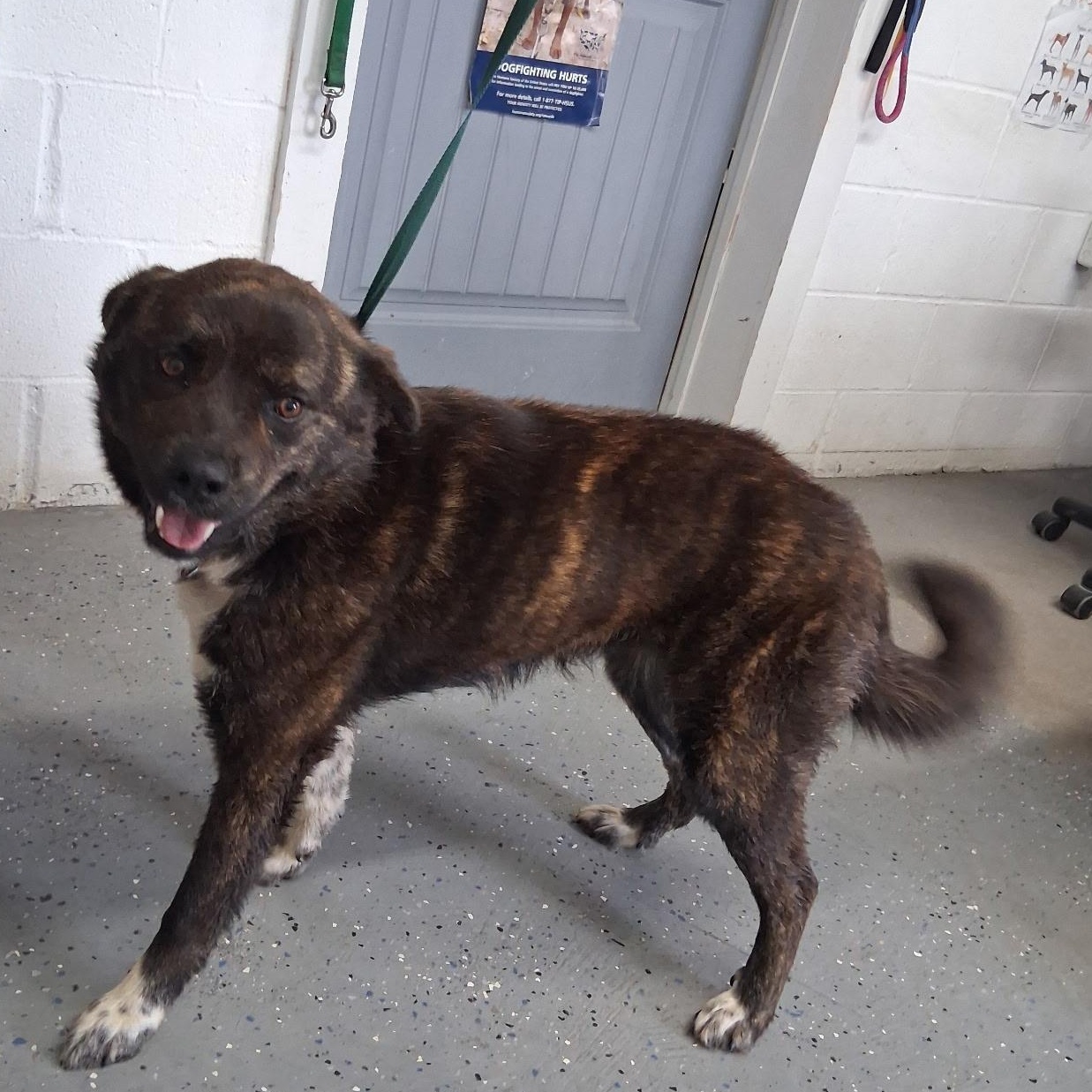 Enlarge Luna, a ADOPTABLE mixed breed in Lewisburg, TN image 1/1