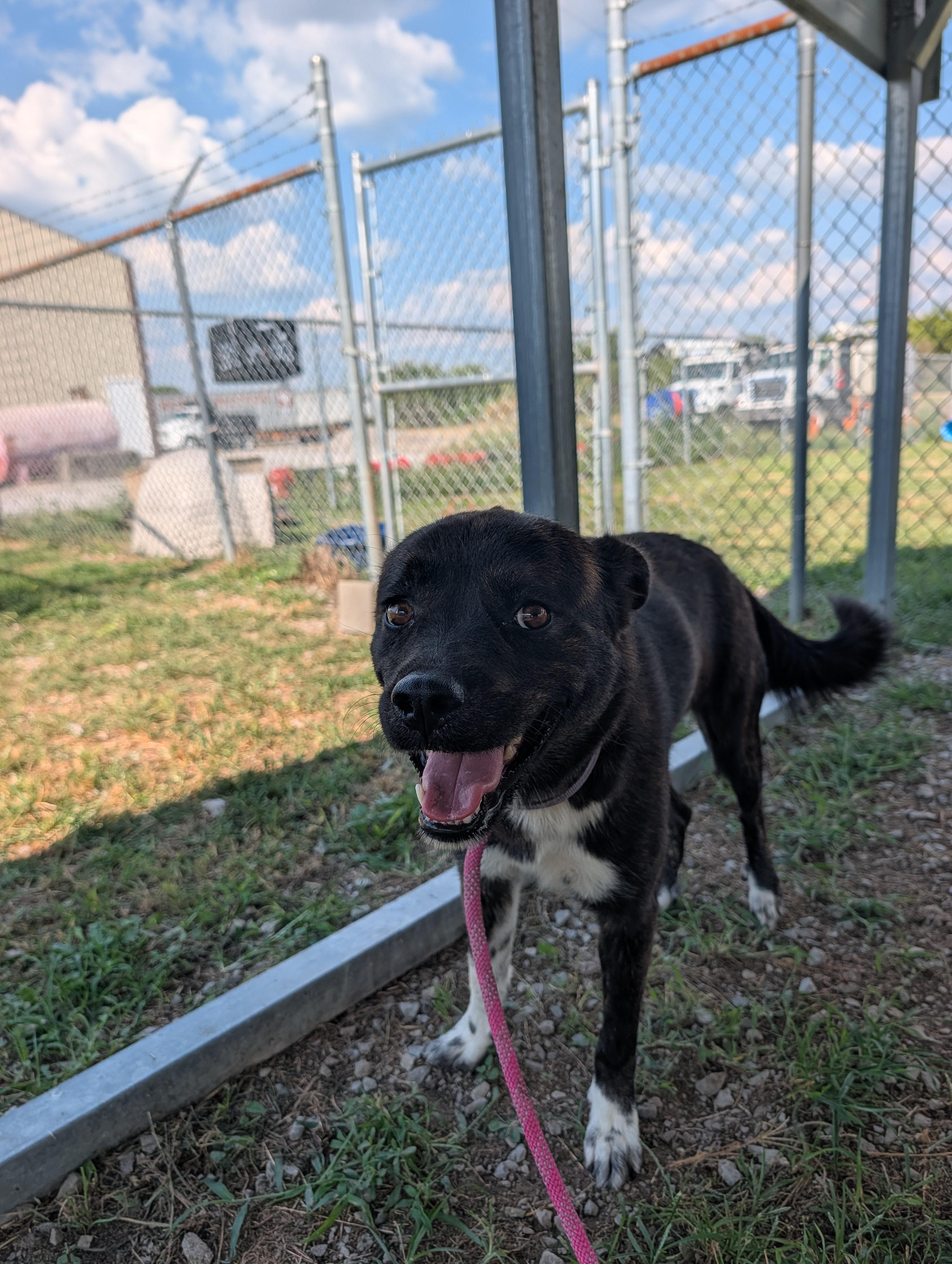 Enlarge Luna, a Adoptable mixed breed in Lewisburg, TN image 3/5