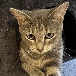 Amelia — thumbnail 4